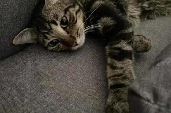 Chat trouvé, cherche propriétaire, Péronnas - photo
