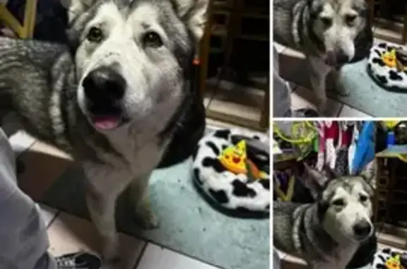 Husky Hembra Encontrada en Ciudad Neza