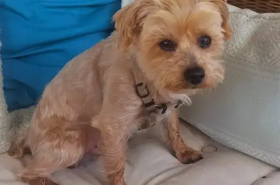 Petit chien croisé bichon perdu à Fréjus - photo