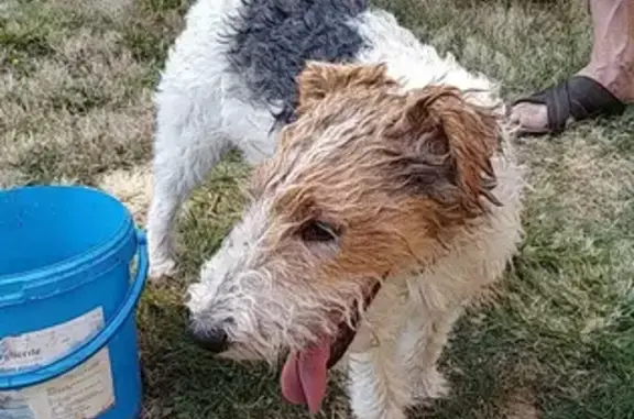 Chien trouvé , photo: Chien mâle trouvé à Brens, collier bleu