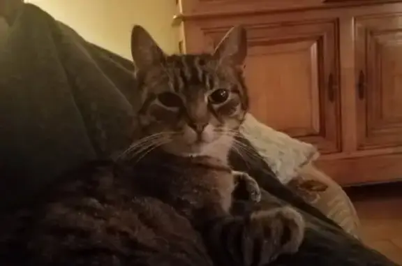 Chatte tigrée stérilisée perdue à Dombasle - photo