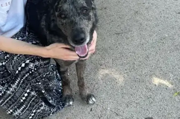 Chien errant câlin trouvé à Sucé-sur-Erdre - photo
