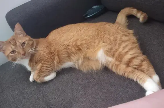 Lost Orange Tabby Cat on Jodeco Drive