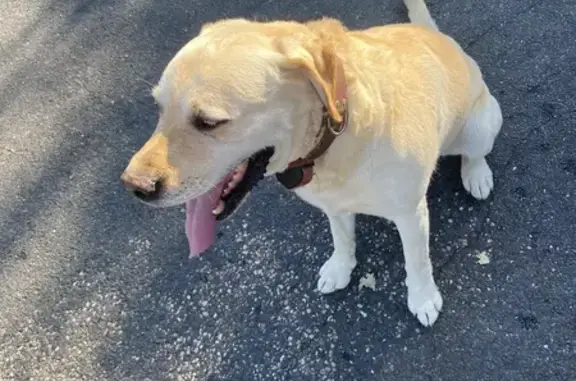 Labrador beige trouvé, collier marron, St-Martin - photo