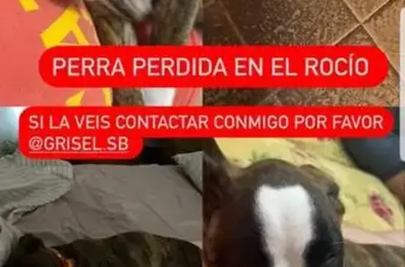 ¡Ayuda! Cachorra Boxer Perdida en El Rocío