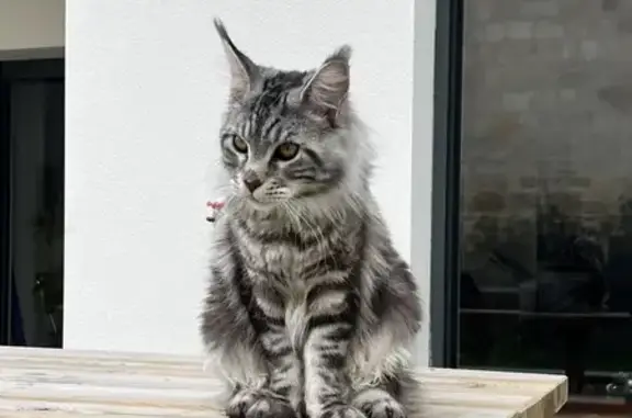 Chat perdu, Périgny, photo: Chat perdu: Jeune mâle Main Coon tigré noir
