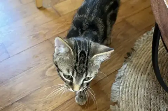 Chat et chatons trouvés à Lusigny-sur-Barse - photo