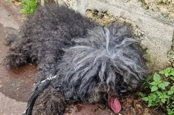 Chien errant remis à la police à Sceaux - photo