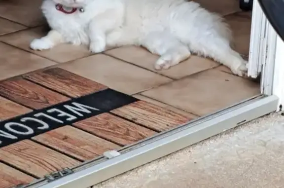 Chat disparu en vacances à la campagne - photo