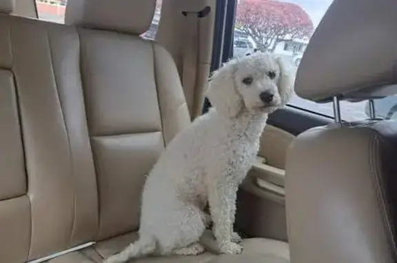 Missing White Poodle on North Overland Ave