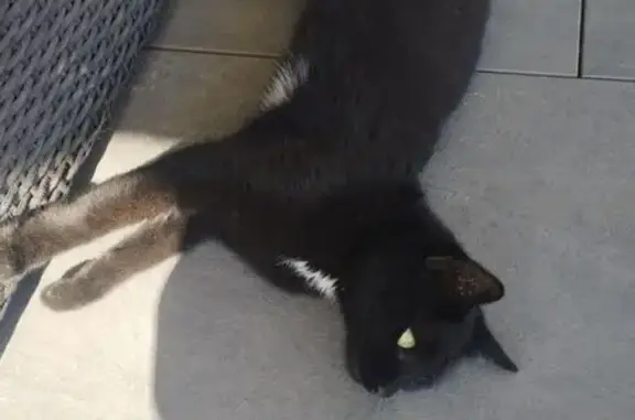 Chat trouvé Obenheim, photo: Chatte noire trouvée Rue de Sand, Obenheim
