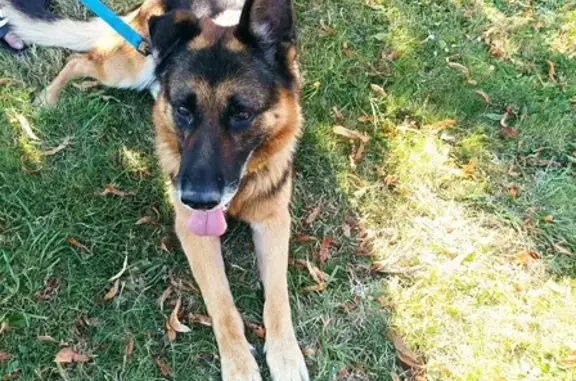 Berger allemand trouvé à Comblessac - photo