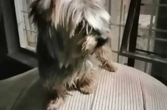 Found Male Yorkie at Horizon View Mall