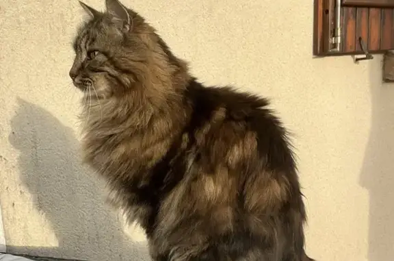 Animaux perdus , photo: Chat norvégien disparu à Orçay, aide SVP