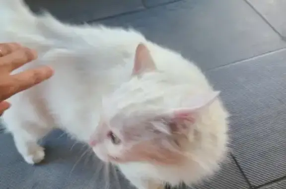Animaux trouvés Eysines, photo: Chat blanc trouvé à Eysines, queue blessée