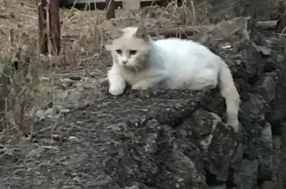 Chat blanc et crème trouvé à Cruscades - photo