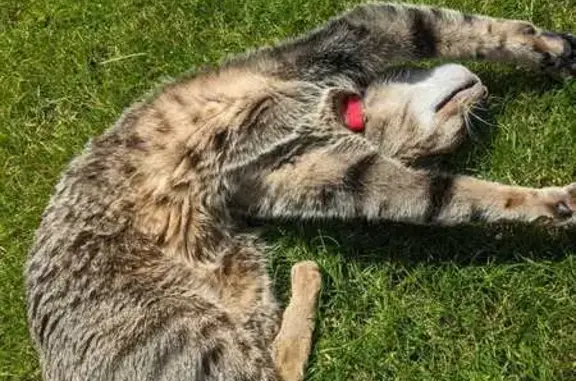 Chat perdu, La Turbie, photo: Cookie, chat tigré perdu à La Turbie
