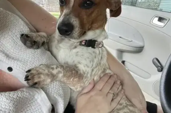 Missing Dachshund Mix: White with Brown Spots