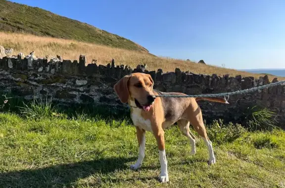Animaux trouvés , photo: Beagle femelle trouvée plage Carteret, Normandie