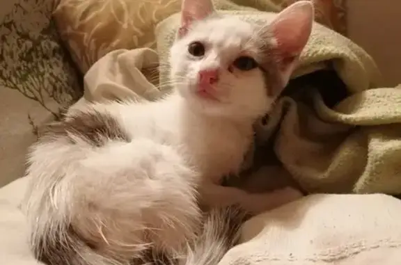 Chaton blanc et gris trouvé à Bellegarde - photo