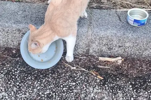 Chat roux et blanc trouvé, affamé, urgent - photo