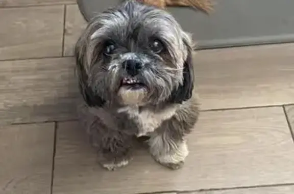 Perro Lhasa Apso Perdido en Juárez, Ayuda!