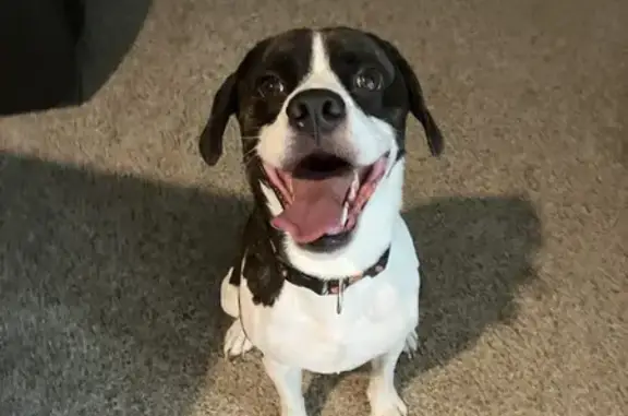 Found Dog: Unique Black & Turquoise Markings