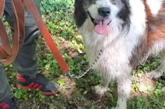 Chien mâle tricolore trouvé à Mont Beau - photo