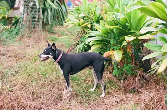 Lost Dog: Otis, Black Rat-Terrier, Keaau