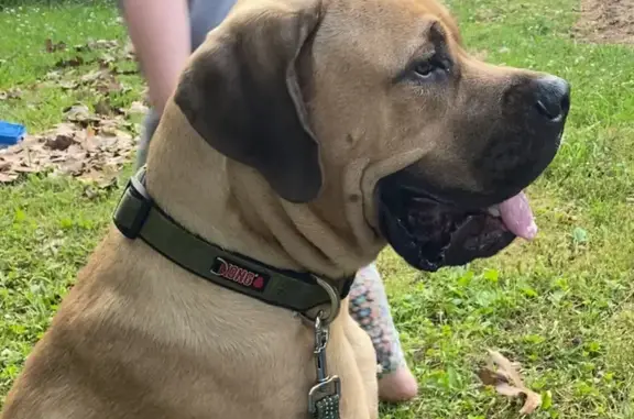 Missing English Mastiff: Jack on John Rivers Rd