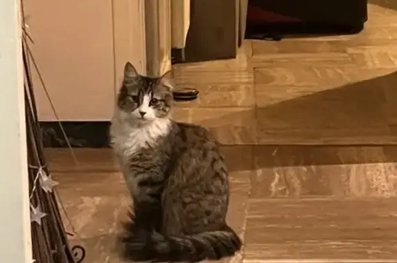 Animaux perdus , photo: Chat perdu à Levens : Choupie, 2 ans, pucée