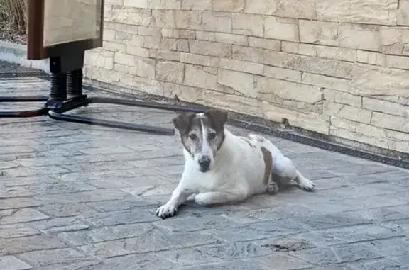 Chien trouvé au restaurant 