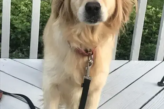 Lost Golden Rescue: Cassie Needs Meds & Care