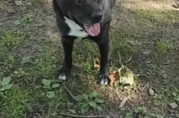 Chien trouvé , photo: Chienne noire trouvée forêt Montgeon, Le Havre