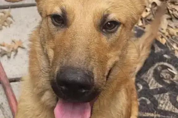 Found: Young Brown Shepherd Mix, Plano