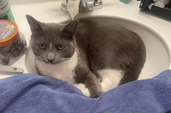 Missing: Gray Male Cat Dexter on Virginia St