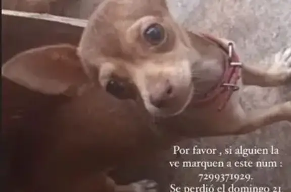 ¡Perro Chihuahua Perdido! Hembras, Café Claro