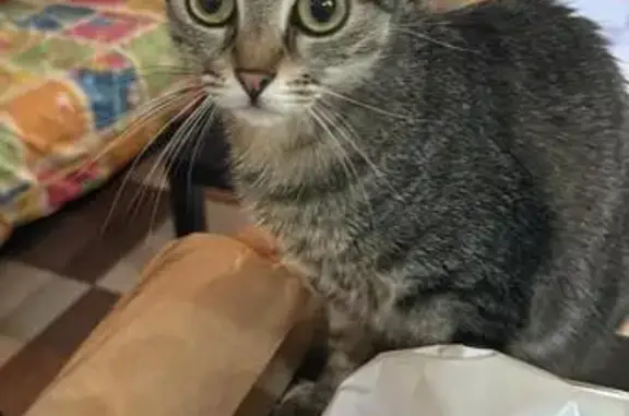 ¡Alerta en Sax! Gato Gris Perdido - Ayuda