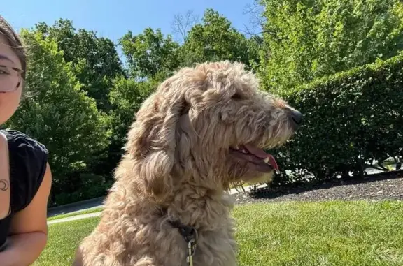 Missing Goldendoodle Rudy - Elkton, Mule Deer Ct