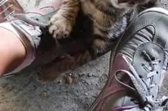 ¡Gatito Gris Perdido en Chetumal, Ayuda!