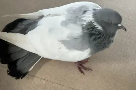 Friendly Pigeon Found: Grey Head & White Body