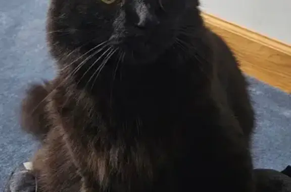 Missing Cat: Black/Brown, Yellow Eyes, A St.