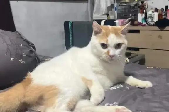 Lost Siamese Persian Cat in Taman Jurong