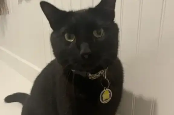 Missing Black Cat: Green Eyes, Sweet & Friendly