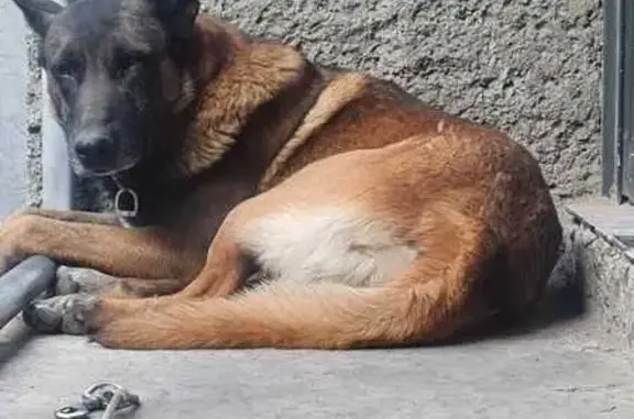 Perro perdido: Pastor Belga Malinois en CDMX