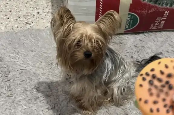 Yorkie Perdida en León: Hembra Plata y Dorado