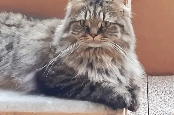 Chat aperçu près de NICE TNL, Rue Reboux - photo