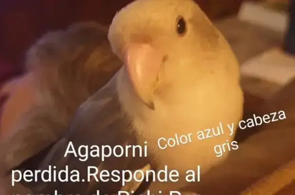 Pichi Perdido: Agaporni Azul y Gris