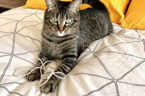 Animaux perdus Besançon, photo: Chat tigré gris/noir perdu à Besançon