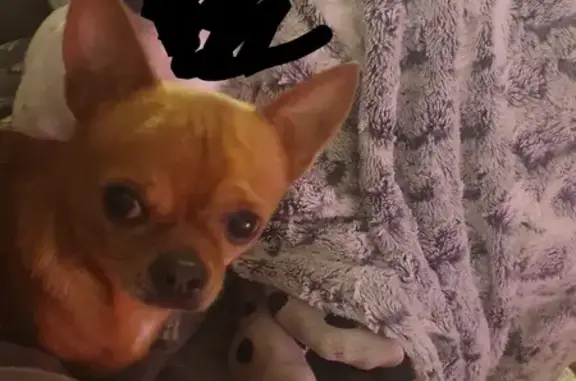 Chihuahua mâle fauve perdu à Cognac - photo